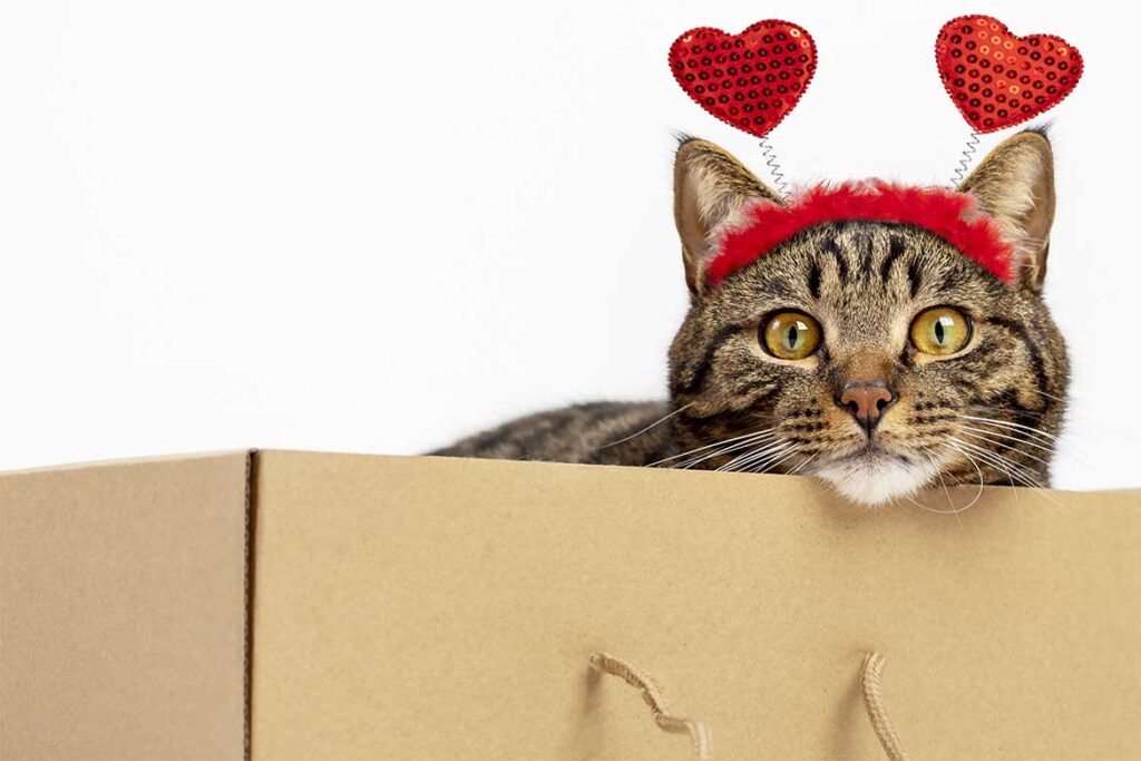 confezioni san valentino